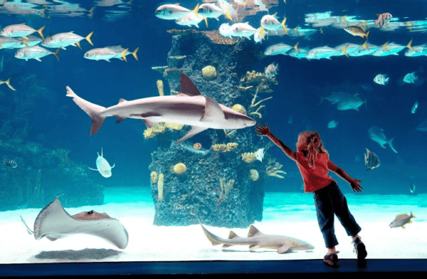 Shedd-Aquarium-Chicago